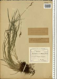 Осока дернистая L., Восточная Европа, Московская область и Москва (E4a) (Россия)
