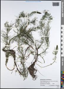 Уруть мутовчатая L., Сибирь, Якутия (S5) (Россия)