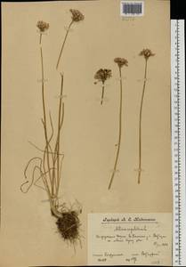 Лук угловатый L., Восточная Европа, Волжско-Камский район (E7) (Россия)