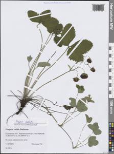 Земляника зеленая, Полуница Duchesne, Сибирь, Западная Сибирь (S1) (Россия)