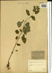 Котовник кошачий L., Восточная Европа, Центральный лесостепной район (E6) (Россия)