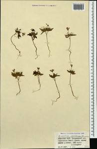 Ветреница кавказская Willd. ex Rupr., Кавказ, Абхазия (K4a) (Абхазия)