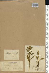 Ярутка полевая L., Восточная Европа, Средневолжский район (E8) (Россия)