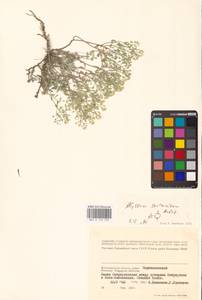 Odontarrhena tortuosa subsp. savranica (Andrz. ex Besser) Španiel, Al-Shehbaz & Marhold, Восточная Европа, Нижневолжский район (E9) (Россия)