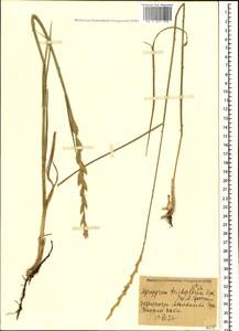 Thinopyrum intermedium subsp. intermedium, Кавказ, Грузия (K4) (Грузия)