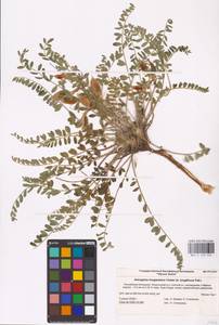 Астрагал длиннолепестковый Chater, Восточная Европа, Нижневолжский район (E9) (Россия)