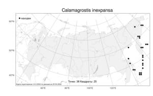 Calamagrostis inexpansa, Вейник сжатометельчатый A.Gray, Атлас флоры России (FLORUS) (Россия)