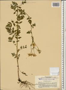 Tanacetum partheniifolium (Willd.) Sch. Bip., Кавказ, Ставропольский край, Карачаево-Черкесия, Кабардино-Балкария (K1b) (Россия)