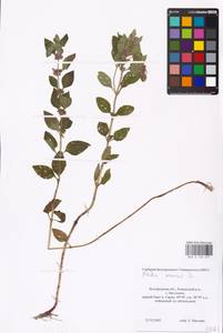 MHA 0 158 277, Мята полевая L., Восточная Европа, Центральный лесостепной район (E6) (Россия)