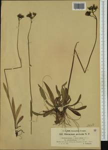 Pilosella erythrochrista (Nägeli & Peter) S. Bräut. & Greuter, Западная Европа (EUR) (Германия)