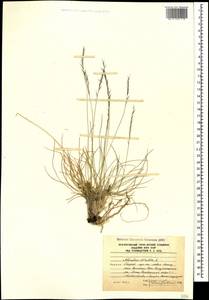 Белоус торчащий L., Кавказ, Южная Осетия (K4b) (Южная Осетия)