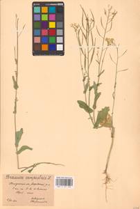 Brassica rapa subsp. sylvestris (L.) Janch., Восточная Европа, Центральный район (E4) (Россия)