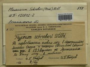 Pleurozium schreberi (Willd. ex Brid.) Mitt., Гербарий мохообразных, Мхи - Архангельская и Вологодская области, Коми, Ненецкий АО (B7) (Россия)