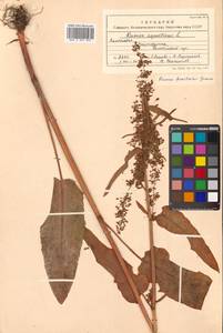 Rumex occidentalis (Michx.) S. Watson, Сибирь, Чукотка и Камчатка (S7) (Россия)