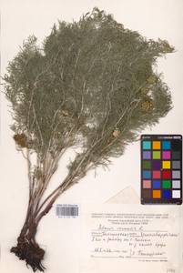 Горицвет весенний, Адонис весенний L., Восточная Европа, Центральный лесостепной район (E6) (Россия)