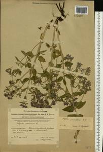 Nepeta ucranica subsp. parviflora (M.Bieb.) M.Masclans de Bolos, Восточная Европа, Восточный район (E10) (Россия)
