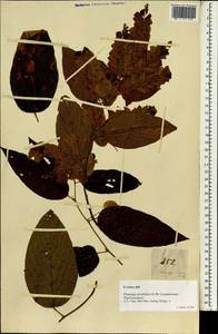 Flemingia strobilifera (L.)W.T.Aiton, Зарубежная Азия (ASIA) (Филиппины)