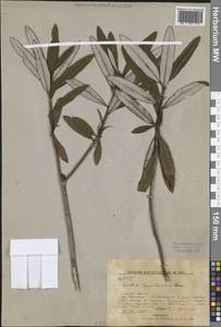 Rhododendron hypoleucum (Kom.) Harmaja, Сибирь, Дальний Восток (S6) (Россия)