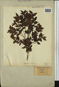 Myrtus communis L., Западная Европа (EUR) (Италия)