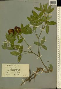 Клевер средний L., Восточная Европа, Нижневолжский район (E9) (Россия)