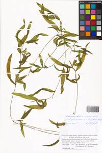 Potamogeton × nitens Weber, Восточная Европа, Северный район (E1) (Россия)