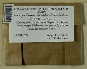 Eurhynchium striatum (Schreb. ex Hedw.) Schimp., Гербарий мохообразных, Мхи - Западная Европа (BEu) (Швейцария)