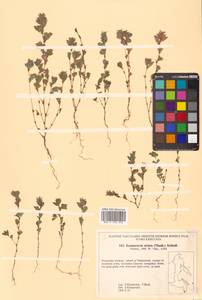 Куммеровия полосатая (Thunb.) Schindl., Сибирь, Дальний Восток (S6) (Россия)