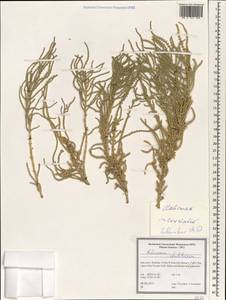 Halocnemum cruciatum, Зарубежная Азия (ASIA) (Иран)