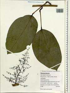 Menispermaceae, Зарубежная Азия (ASIA) (Вьетнам)