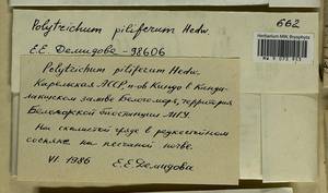 Polytrichum piliferum Hedw., Гербарий мохообразных, Мхи - Карелия, Ленинградская и Мурманская области (B4) (Россия)