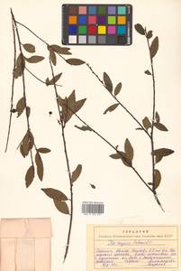 Падуб морщинистый F.Schmidt, Сибирь, Дальний Восток (S6) (Россия)