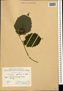 Corylus avellana var. pontica (K.Koch) H.J.P.Winkl., Кавказ, Грузия (K4) (Грузия)