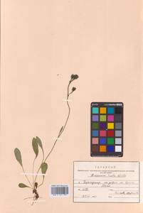 Яcтребинка печальная Willd. ex Spreng., Сибирь, Дальний Восток (S6) (Россия)