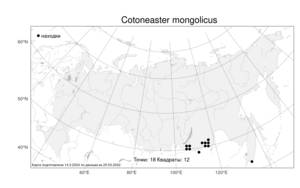 Cotoneaster mongolicus, Кизильник монгольский Pojark., Атлас флоры России (FLORUS) (Россия)