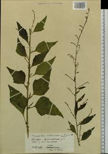 Nabalus tatarinowii subsp. tatarinowii, Сибирь, Дальний Восток (S6) (Россия)