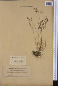 Agrostis alpina Scop., Западная Европа (EUR) (Польша)