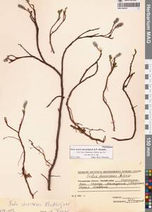 Ива Алексея Скворцова A.P.Khokhr., Сибирь, Чукотка и Камчатка (S7) (Россия)