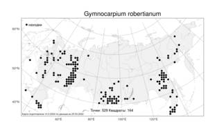Gymnocarpium robertianum, Голокучник Роберта  (Hoffm.) Newman, Атлас флоры России (FLORUS) (Россия)