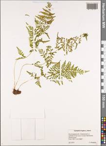 Пузырник ломкий (L.) Bernh., Восточная Европа, Нижневолжский район (E9) (Россия)