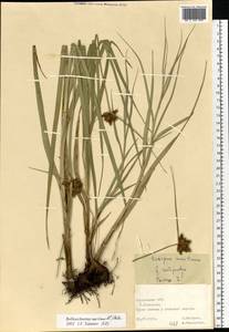 Клубнекамыш морской (L.) Palla, Восточная Европа, Средневолжский район (E8) (Россия)