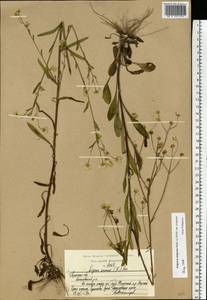 Мелколепестник щетинистый Muhl. ex Willd., Восточная Европа, Центральный район (E4) (Россия)