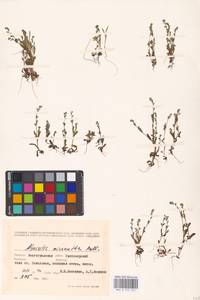 MHA 0 153 224, Незабудка прямостоячая Link ex Roem. & Schult., Восточная Европа, Нижневолжский район (E9) (Россия)