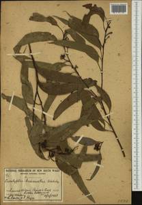 Eucalyptus × brevirostris Blakely, Австралия и Океания (AUSTR) (Австралия)