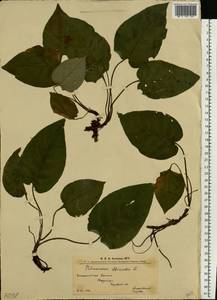 Медуница неясная, Медуница темная Dumort., Восточная Европа, Западно-Украинский район (E13) (Украина)