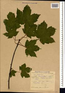 Acer heldreichii subsp. trautvetteri (Medvedev) A. E. Murray, Кавказ, Краснодарский край и Адыгея (K1a) (Россия)