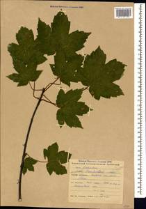 Acer heldreichii subsp. trautvetteri (Medw.) A.E.Murray, Кавказ, Краснодарский край и Адыгея (K1a) (Россия)