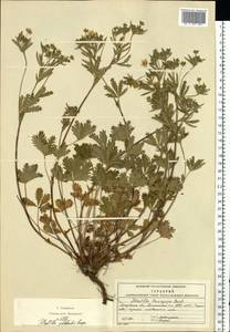 Potentilla thuringiaca subsp. goldbachii (Rupr.) Th. Wolf, Восточная Европа, Московская область и Москва (E4a) (Россия)