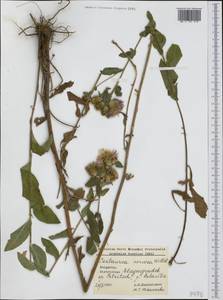 Centaurea nervosa Willd., Западная Европа (EUR) (Болгария)