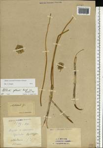 Лук меловой N.Friesen & Seregin, Восточная Европа, Восточный район (E10) (Россия)