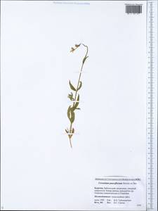 Ясколка малоцветковая Stev. ex Ser., Сибирь, Прибайкалье и Забайкалье (S4) (Россия)